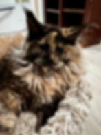 Olivia – Black tortie Maine Coon queen perched on cat tree with golden eyes