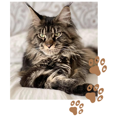 Black Classic Tabby Male
