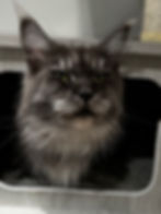 Leah – Black smoke Maine Coon queen with green eyes, regal profile view