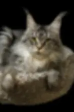 Gretel – black silver tabby Maine Coon queen with striking pattern, green eyes and tufted ears