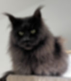 Retired Maine Coon King Beau-Blue Smoke-Majestic Maine Coon Cats