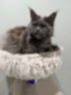 Retired Maine Coon Destiny-Blue Smoke-Majestic Maine Coon Cats