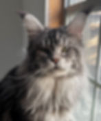 Retired Maine Coon King Oliver-Black Silver Tabby-Majestic Maine Coon Cats