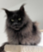 Retired Maine Coon King Beau-Blue Smoke-Majestic Maine Coon Cats