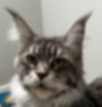 Blue Silver Tabby Queen – Majestic Maine Coon Cats – Canton, Georgia