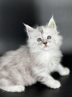 AVAILABLE KITTENS | Majestic Maine Coon