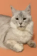 Kalahari – pale silver tabby Maine Coon queen with luminous icy highlights, wide-set eyes