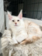 Matilda – red smoke Maine Coon queen lounging on a cream blanket, head turned with golden eyes