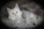 Chianti – shaded silver torbie Maine Coon queen lying comfortably on a dark pillow