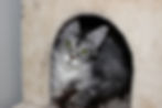 Gretel – black silver tabby Maine Coon queen lying on her side, looking up with vivid green eyes