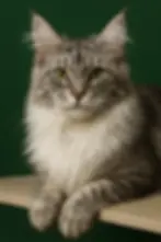 Selene – black silver tabby Maine Coon queen with luminous silver shading and symmetrical markings