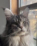 Retired Maine Coon King Oliver-Black Silver Tabby-Majestic Maine Coon Cats