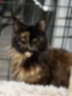 Angel – black tortie Maine Coon queen sitting gracefully, showing her thick ruff