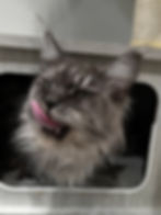 Leah – playful black smoke Maine Coon queen with her tongue sticking out, showing silver ruff.