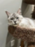 Kalahari – pale silver tabby Maine Coon queen perched on a sisal scratching post