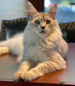 Pale Black Silver Tabby Maine Coon Cat