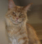 Retired Maine Coon Queen Phoebe-Red Solid-Majestic Maine Coon Cats