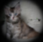 Celeste – silver torbie Maine Coon queen curled up in a cozy ball, her fluffy silver coat