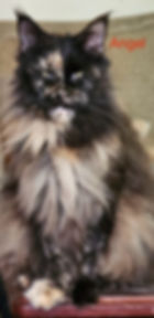Angel – black tortie Maine Coon queen with long fluffy fur and a blend of black and orange colors