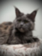 Retired Maine Coon Queen Destiny-Blue Smoke-Majestic Maine Coon Cats