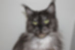Savanah – black smoke Maine Coon queen with piercing green eyes, thick ear tufts and silver ruff.