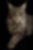 Blue Silver Tabby Queen – Majestic Maine Coon Cats – Canton, Georgia