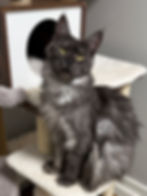 Honey Bee – black smoke Maine Coon queen with silvery mane and green eyes, perched on cat tree