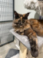 Olivia – Black Silver Tabby Queen – Majestic Maine Coon Cats – Canton, Georgia