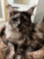 Cassidy – black smoke tortie Maine Coon queen lounging in a relaxed pose