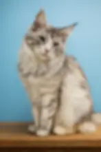 Celeste – silver torbie Maine Coon queen with shimmering silver and torbie, with blue eyes