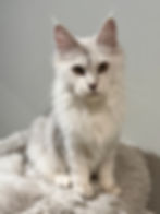Zoyka – shaded black silver Maine Coon queen lying with paws tucked on a patterned rug