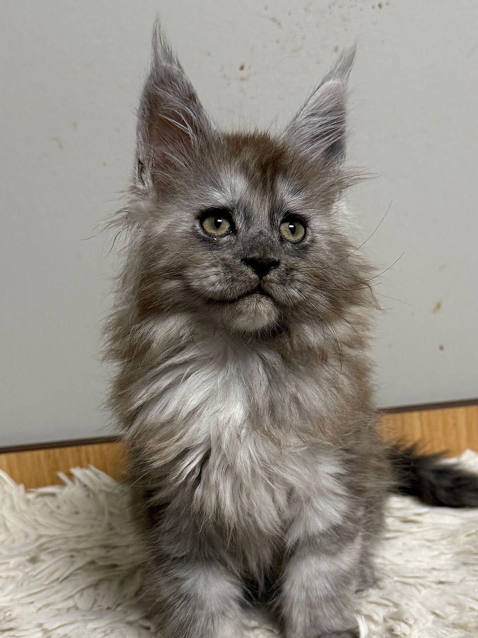 High angle view of a Maine Coon kitten exploring its surroundings