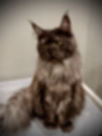 Honey Bee – black smoke Maine Coon queen in side profile showing long whiskers and tufted ears