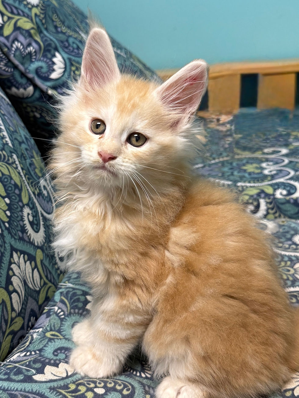 Close-up view of a Maine Coon kitten playing with a colorful toy