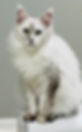 Sahara – shaded black silver Maine Coon queen sitting elegantly with plush silver coat and dark tips