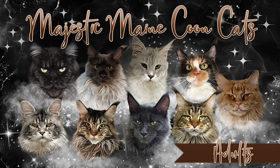 A group of adult Maine Coon cats in various colors and coat patterns, including black smoke, silver, tabby, tortie, and solid blue.