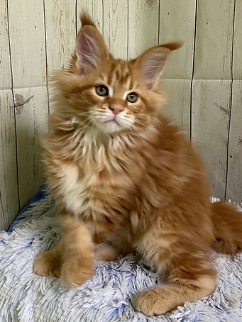 red tabby kitteb setting an a rug looking at the camera
