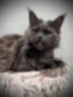 Destiny – blue smoke tortie Maine Coon queen in portrait view with grey and cream mottled fur
