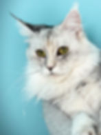 Chianti – shaded silver torbie polydactyl Maine Coon queen with a luminous silver and cream coat