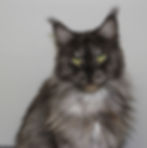 Savanah – black smoke Maine Coon queen posing elegantly with silver mane and tufted ears.