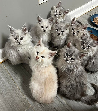 Litter of Maine Coon Kittens