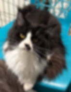 Jimena – black and white Maine Coon queen showing her symmetrical tuxedo markings and bright golden