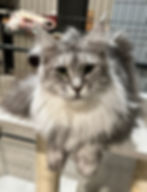 Selene – black silver tabby Maine Coon queen with polydactyl paws and distinctive silver stripes
