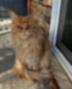 Retired Maine Coon Queen Phoebe-Red Solid-Majestic Maine Coon Cats