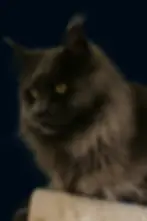 Retired Maine Coon King Beau-Blue Smoke-Majestic Maine Coon Cats