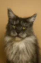 Lea Black Smoke Queen – Majestic Maine Coon Cats – Canton, Georgia