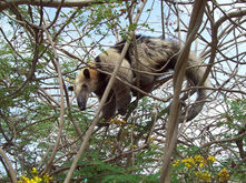 CENTRO ECOLÓGICO
PLAYAS DE VILLAMIL