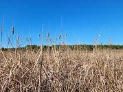 Cat Tails.jpg
