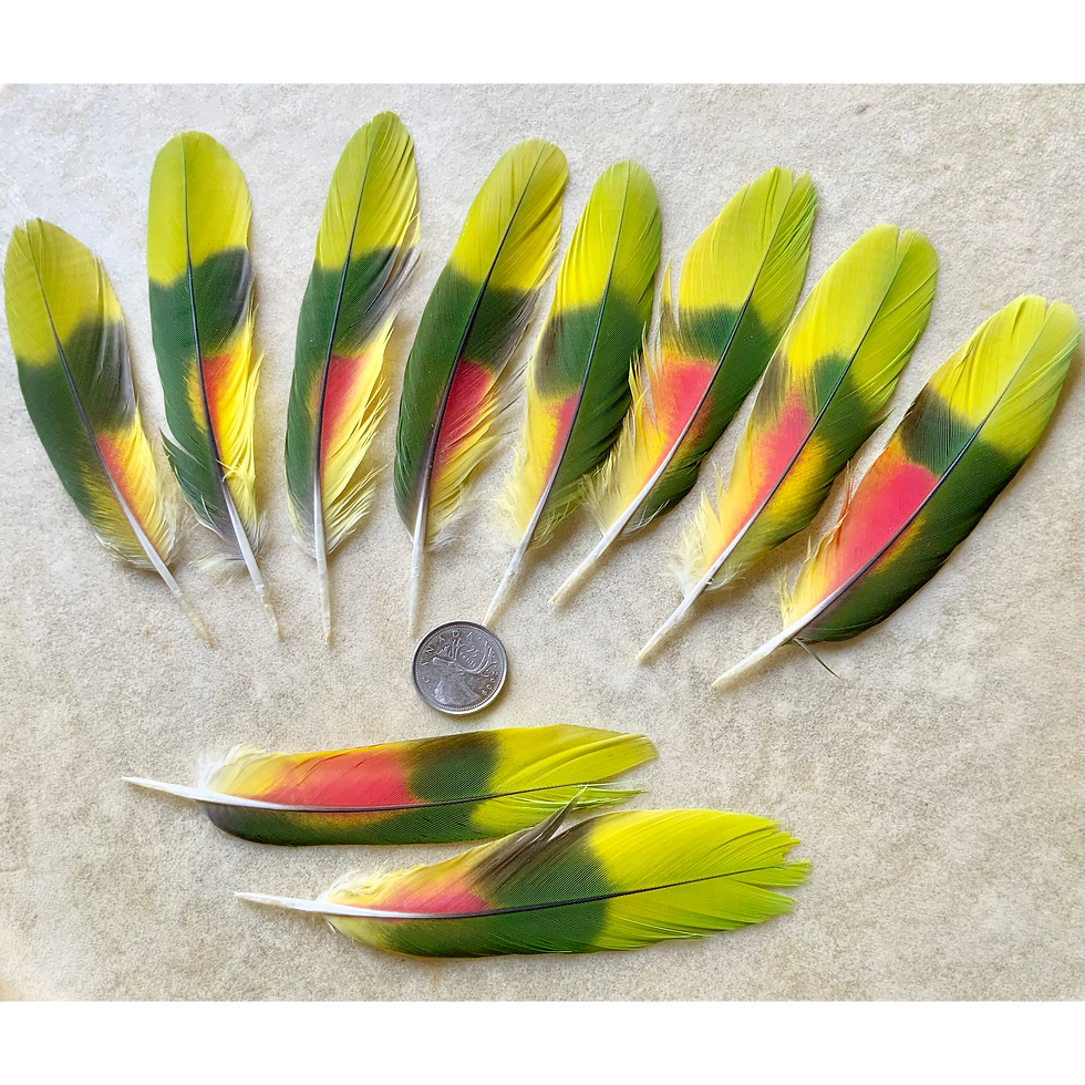 Amazon tail feathers from rescue birds at metaphysical shop Canada