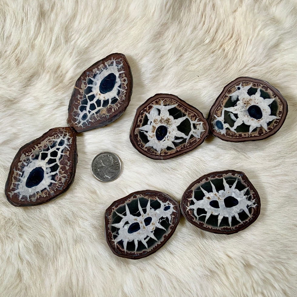 Matching pair of cut Septarian nodules at metaphysical crystal shop